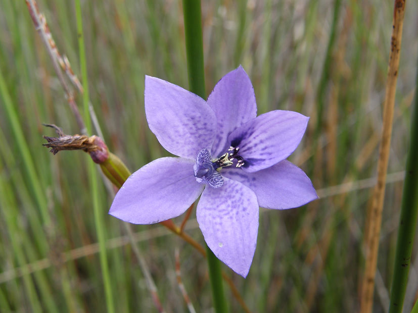 Epiblema grandiflorum.jpeg