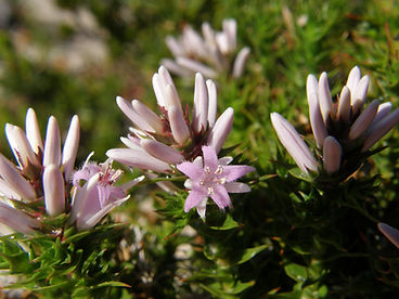 266. Andersonia sprengelioides, Duke.JPG