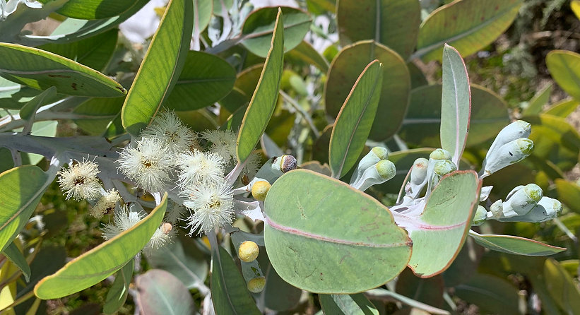 Pleurocarpa-1-for-web.jpg