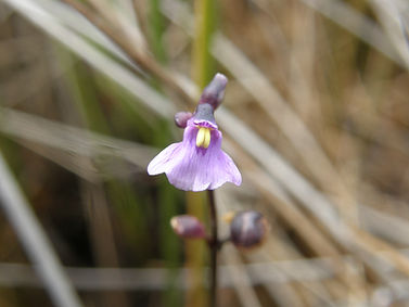 Utricularia dichotoma.jpeg