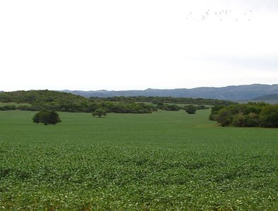 Landscape Cordoba2.JPG