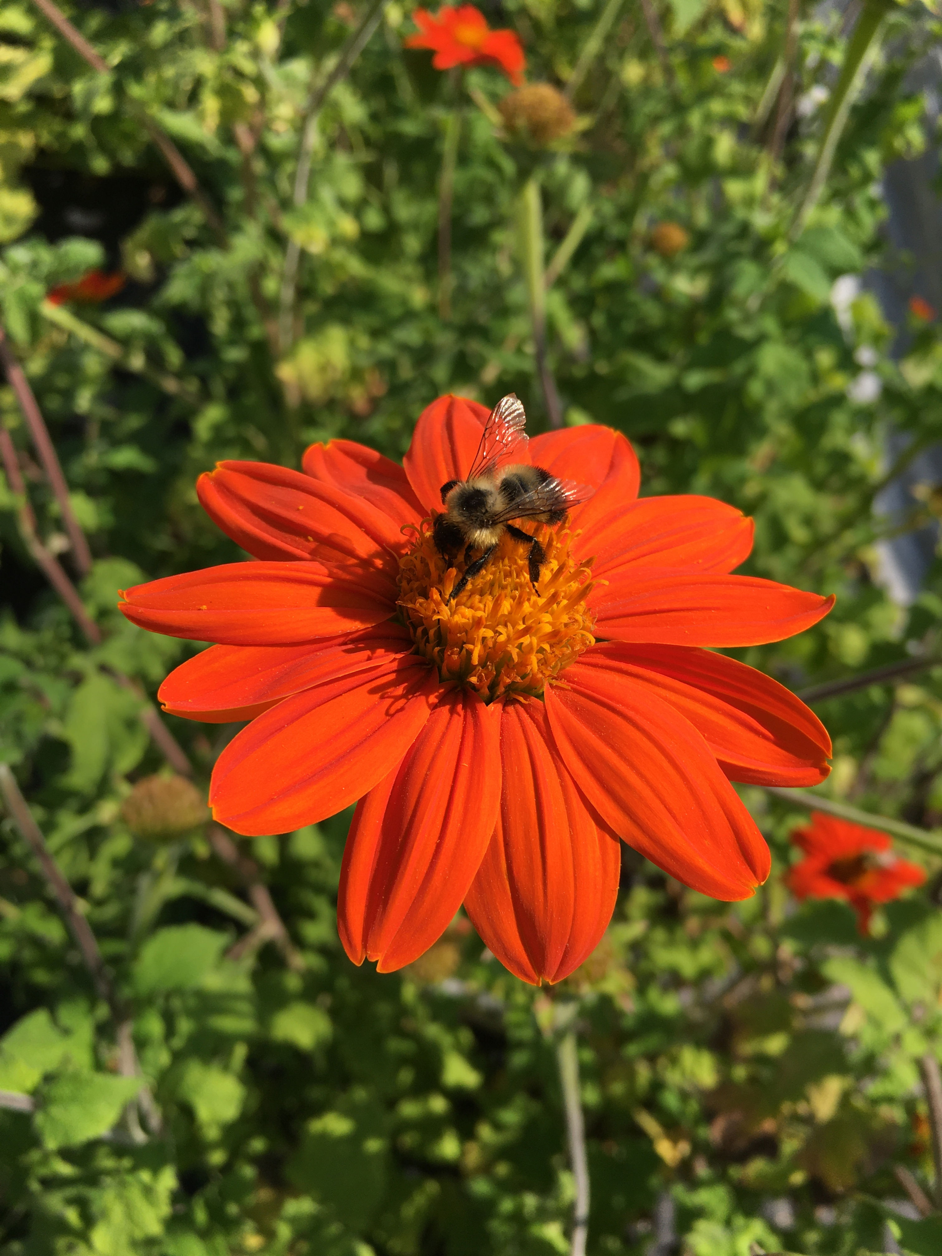 Tithonia, Mexican Sunflower, Torch