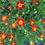 Thumbnail: Marigold, Gems