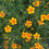 Thumbnail: Marigold, Gems