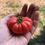 Thumbnail: Tomato, Ceylon