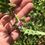 Thumbnail: Chickpea, Black Kabuli