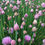 Thumbnail: Chives