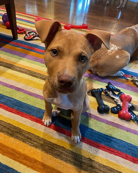 Need to rehome your dog?