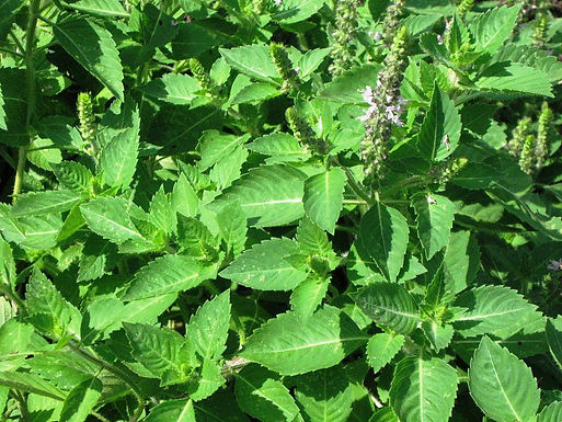 Carminative Herbs