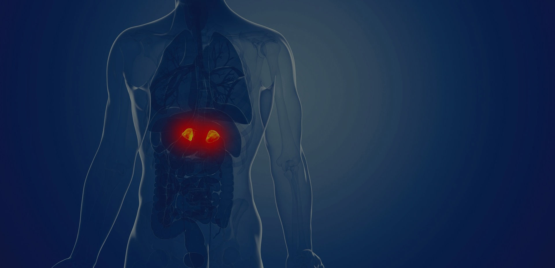 male-adrenal-glands_SH_1414691465.jpg