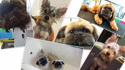 12715959_469838573195888_256305907853745806_o_edited