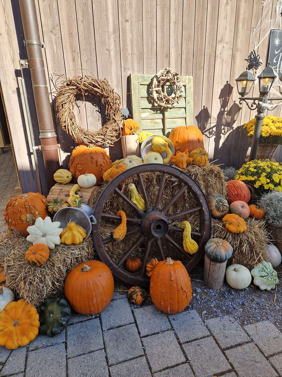 Ausflug auf die Juckerfarm.