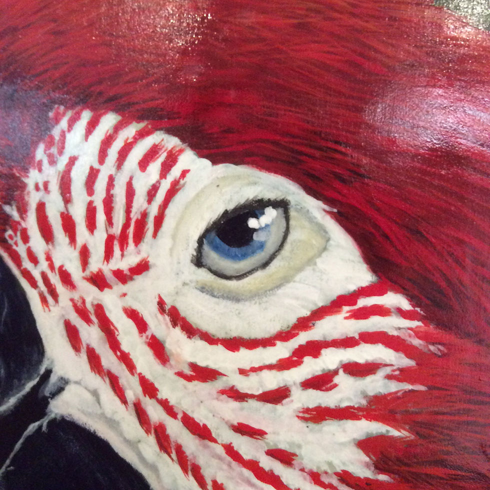 Thumbnail: ACRYLIC PAINTING - Scarlet Macaw