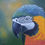 Thumbnail: ACRYLIC PAINTING - Blue & Gold Macaw 1