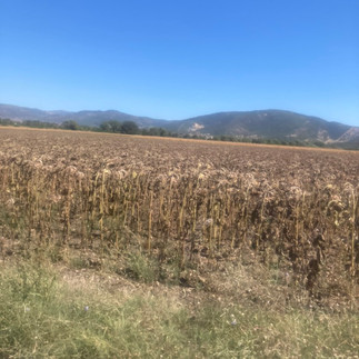 A field of dried sunflowers