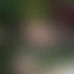 Green campsite with red sunset behind