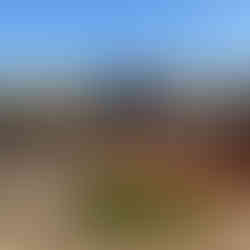 A burnt tree behind a red bush