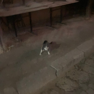 A cat looking spooked on a night-time street