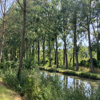Two rows of trees either side of a canal