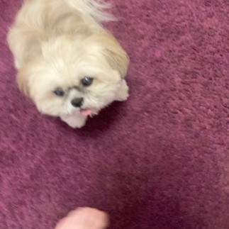 A white dog on a burgundy carpet