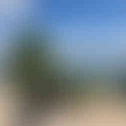 A bike by a palm tree, a cactus and a blue sea