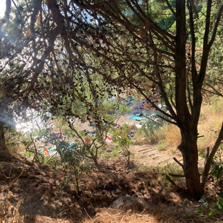 The view of a blue sea and beach through trees