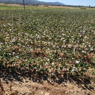 fields of cotton