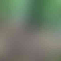 A bike locked to a tree in the woods