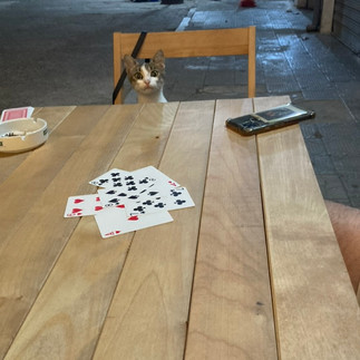 A cat sat at a table playing cards