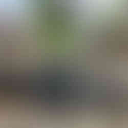 A battered bicycle leaning against a small public fountain