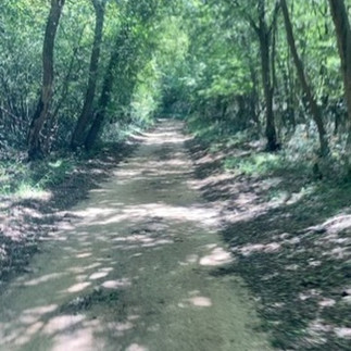 A treelined sunlit path