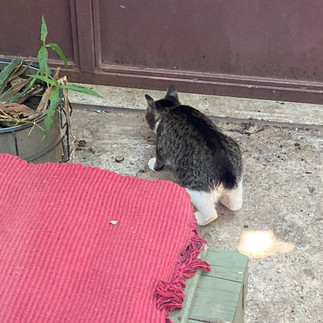 A plump cat sniffing the ground