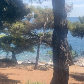 Mediterranean trees by the sea