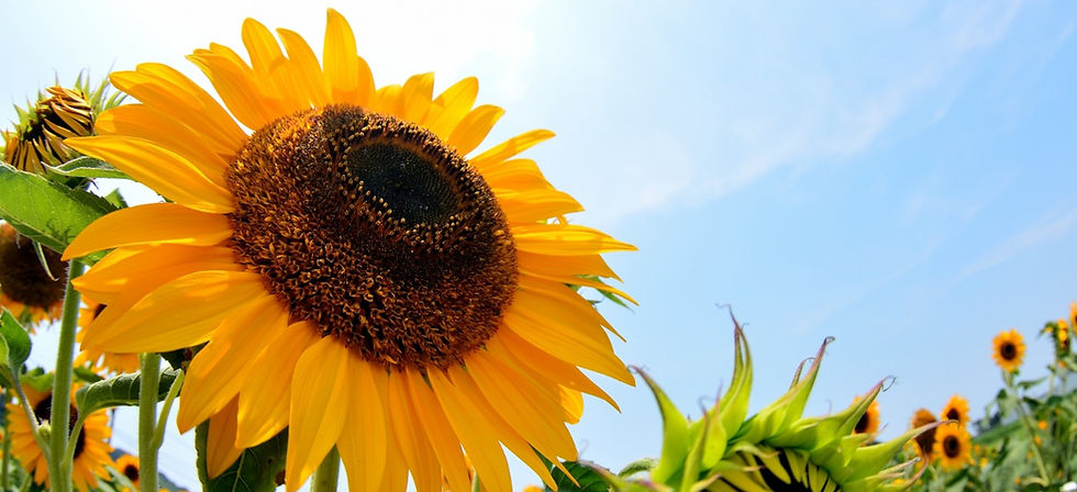 ひまわり行政書士事務所です。