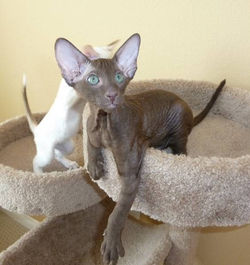 RW, SGC Purrsia Hershey Bar