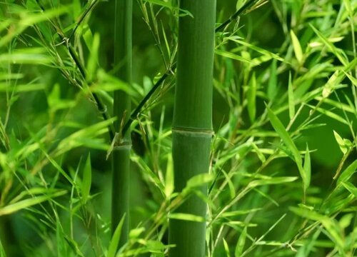 TE' AL BAMBU' 500ML image