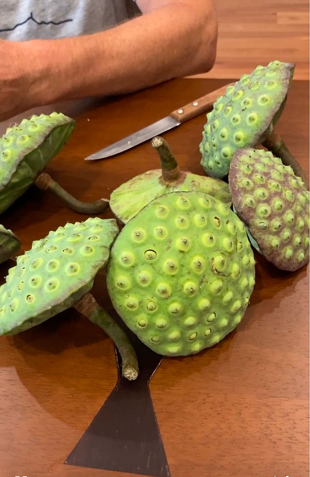 A close-up of several green lotus seed pods resting on a wooden table, with a small paring knife visible in the background, highlighting the plant's use in cuisine or medicine.