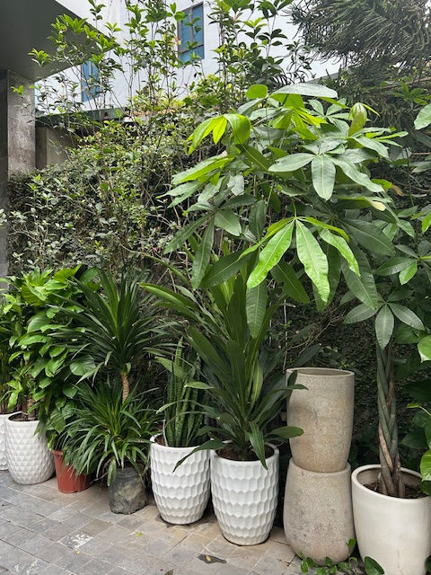 Green corner with potted plants on a quiet alley in Hanoi