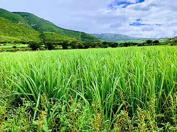 caña_de_azucar.jpg
