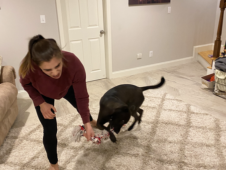 How To Play Tug Of War With Your Dog