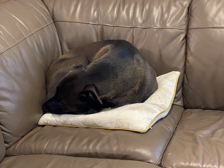 Let Them Rest! Is Your Dog Overtired with You Home All the Time?