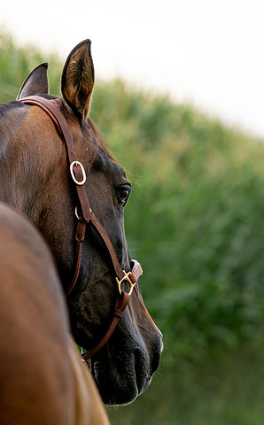 Pferd neben Maisfeld