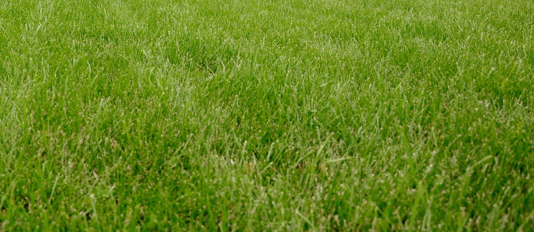 Lawn%20Strip_edited.jpg