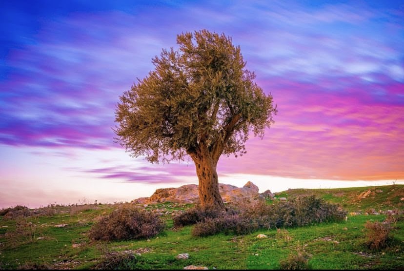 Israeli art photography gallery