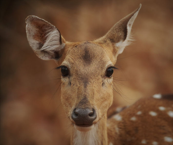 Spotted Dear Portrait.jpg