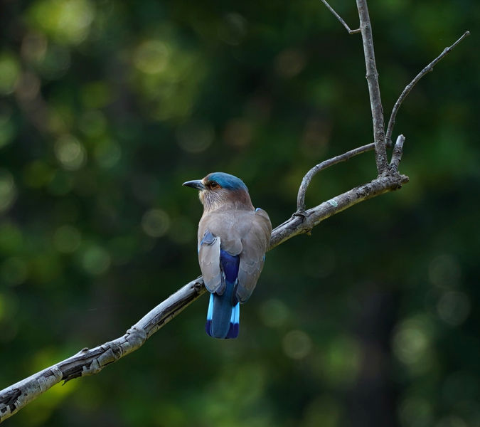 Indian Roller-Meetali Ohri2.jpg