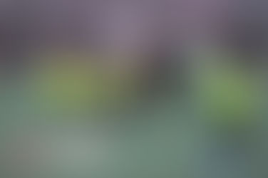 WLSC - YoDeportes Feature