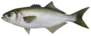 1592861672_2674ed4585c1ca24347f2b84c62876f9.172306.png