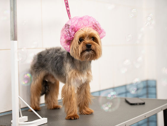Tailored Tails Groom | Premium Dog Grooming in the Bay Area