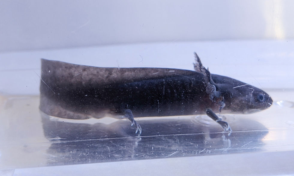 Thumbnail: 4.5" Juvenile Melanoid 